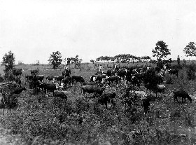 Cattle Rustler