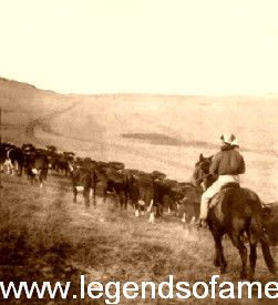 The Cattle Trail in 1905