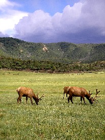 Grazing Elk