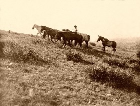 Cowboy leading horses, 1907