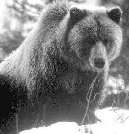 Grizzley Bear