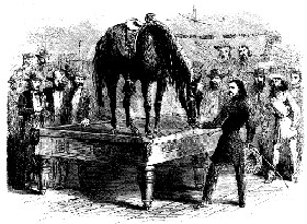 Bill Hickok's horse on a billiard table