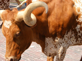 Longhorn