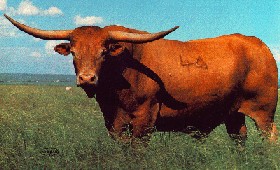 Texas Longhorn