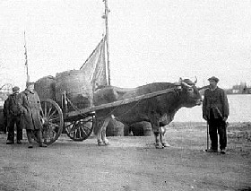 Ox-drawn wagon