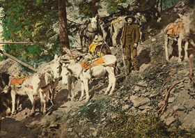 Prospector with his burros