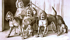 blood hounds