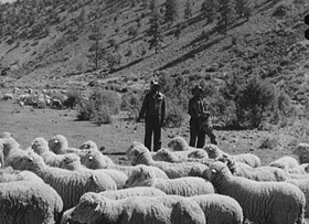 Sheep herder