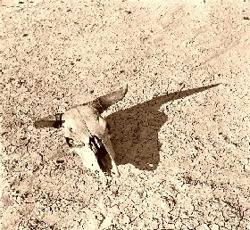 Bleached Skull in the Bad Lands