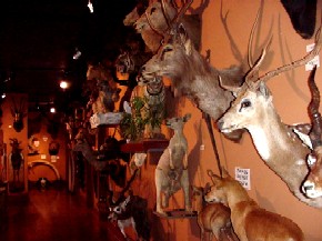Buckhorn Saloon Museum Interior