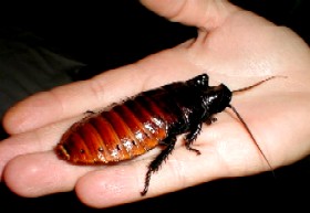Madagascar Hissing Roach