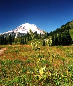 Mount Rainier