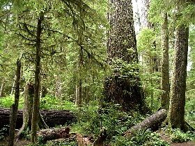 Olympic National Forest