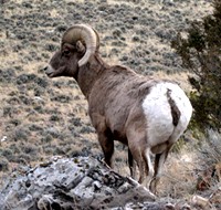 Big Horn Sheep