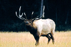 Bull Elk at Grand Teton National Park