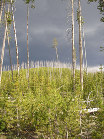 Yellowstone National Park