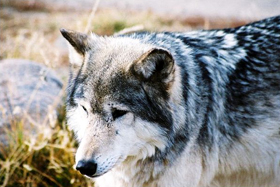 A wolf at Yellowstone