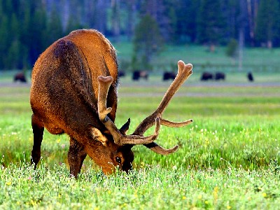 An Elk at Yellowstone National Park