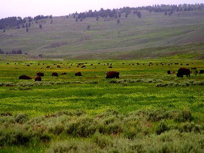 Buffalo at Lamar Valley
