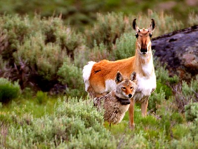 Wildlife at Yellowstone National Park