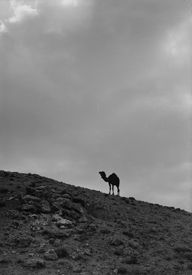 Camel in the desert, about 1900