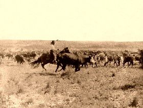 Cutting out from the herd in 1907.