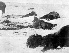 Slaughtered buffalo lying dead in the snow in 1872