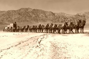 20-Mule Team, Death Valley, California, 1949