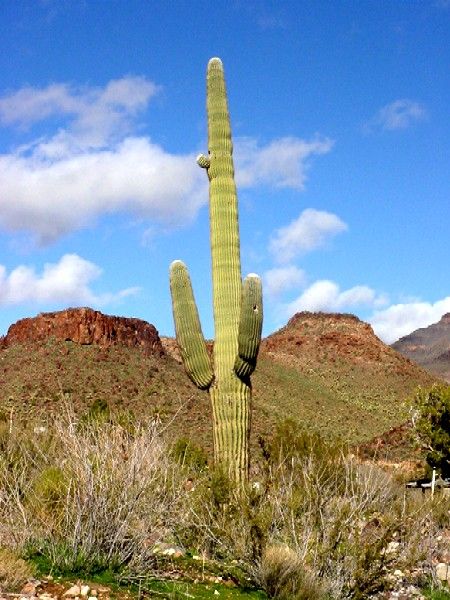 Saguaro Cactus near Oatman, Arizona. Kathy Alexander.