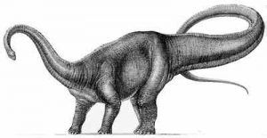 Diplodocus Dinasaur