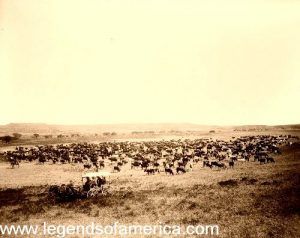 Cattle on the Range