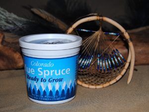Blue Spruce Seeds