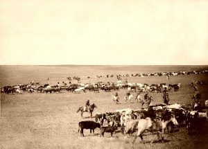 Cattle Roundup near Belle Forche, South Dakota, 1887