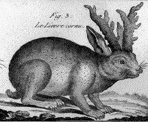 Jackalope drawing in the 1700's