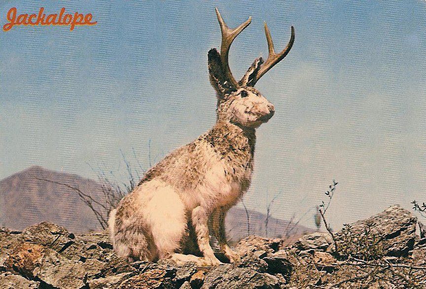 Thought to be a myth by many, the jackalope is alleged to actually exists in remote areas of Wyoming.