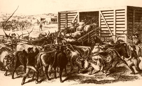 Loading Texas Cattle in Abilene, Kansas