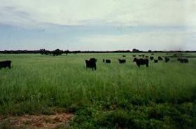 Cattle in Mason County, Texas