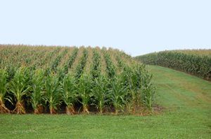 Iowa Corn fields