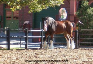 Budweiser Clydesdale Horse