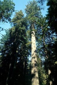 The California Redwoods