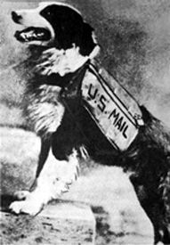 Dorsey, the mail dog