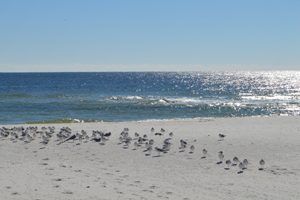 Gulf Islands, Perdido Beach, Florida Seagulls