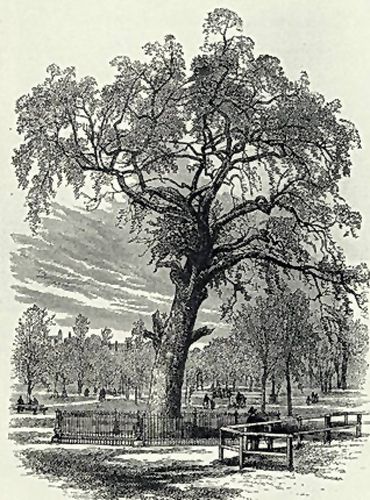 Liberty tree
