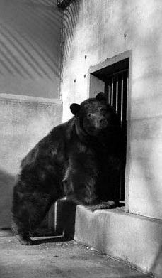 Smokey Bear, Washington D.C Zoo