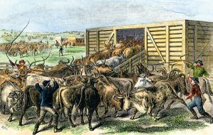 Loading cattle into a cattle car