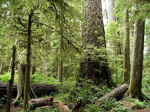 The dense area where Tornow made his home is now part of the Olympic National Forest,