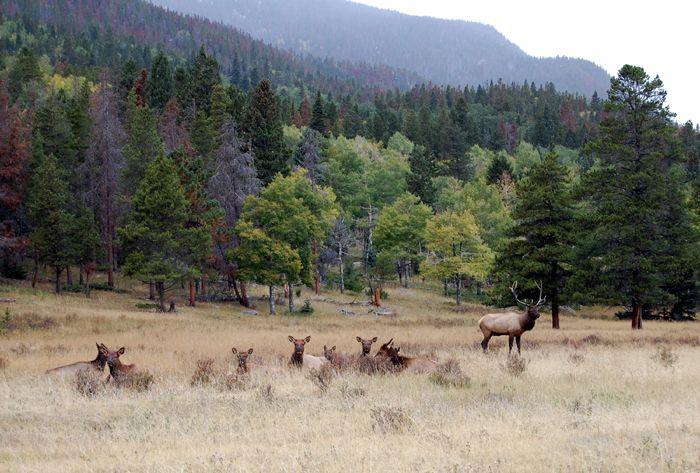 Elk at Rocky Mountain National Park by Kathy Weiser-Alexander.