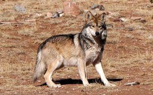 Utah Wolf