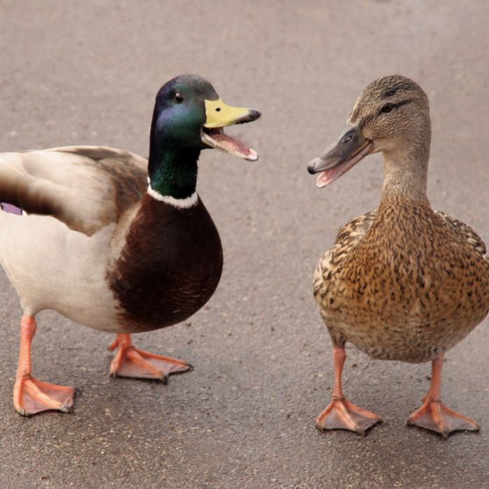 A duck’s quack doesn’t echo, and no one knows why. 