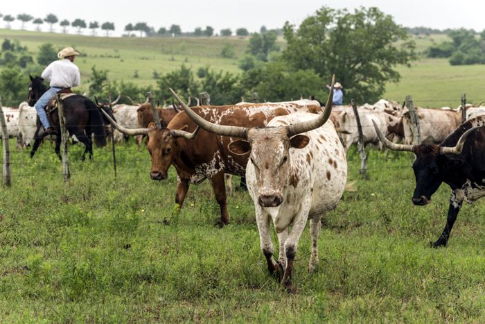 Texas Longhorns in Austin County, Texas by Carol Highsmith.
